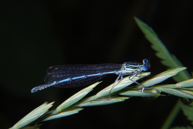 Libellula - Platycnemis pennipes